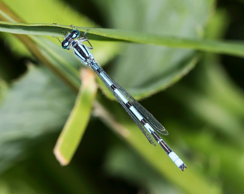 Photo of Marsh Bluet