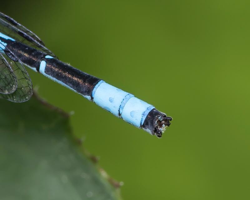 Photo of Marsh Bluet
