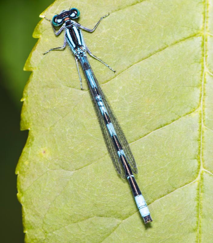 Photo of Tule Bluet