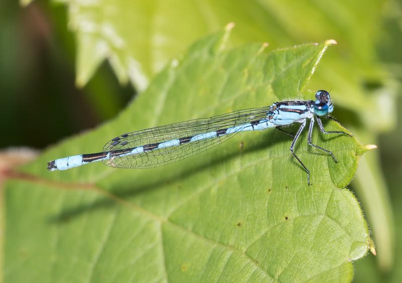 Photo of Familiar Bluet