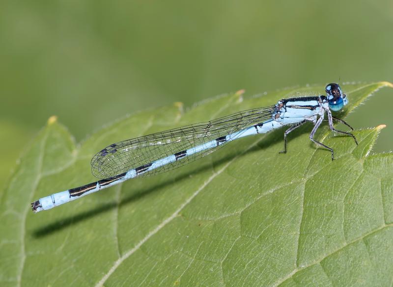 Photo of Marsh Bluet