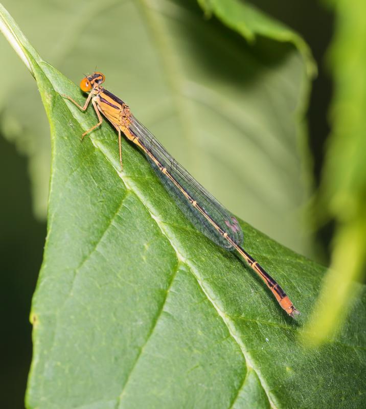 Photo of Orange Bluet