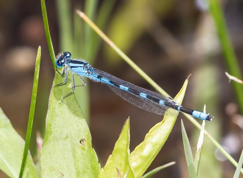 Photo of Tule Bluet