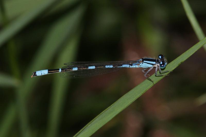 Photo of Tule Bluet
