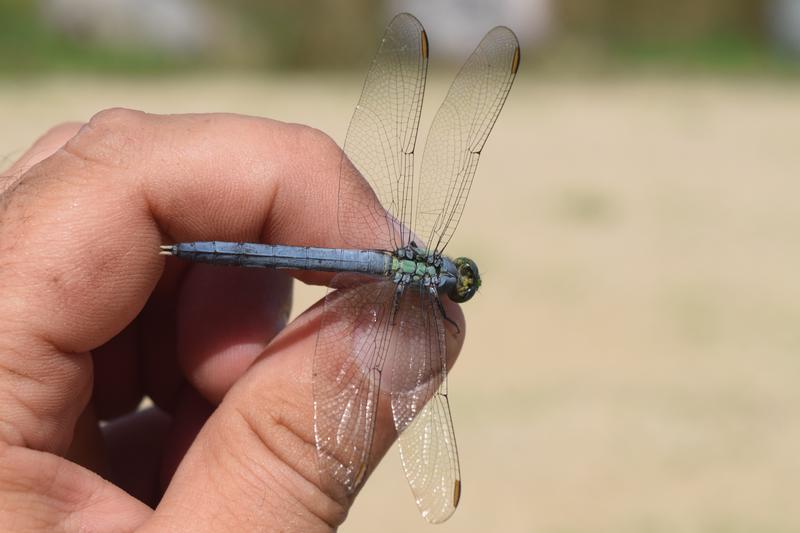 Photo of Eastern Pondhawk