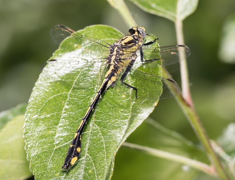 Photo of Midland Clubtail