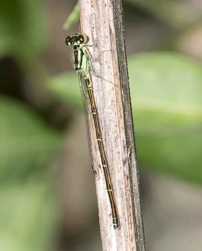 Photo of Fragile Forktail