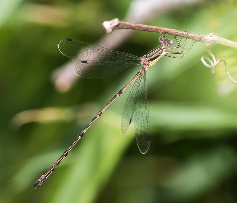 Photo of Slender Spreadwing