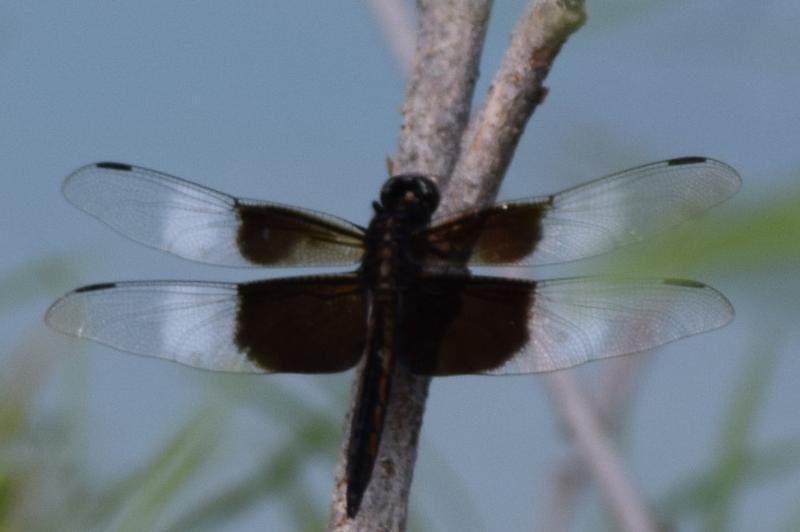 Photo of Widow Skimmer