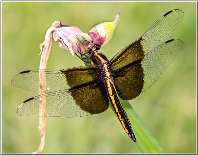 Photo of Widow Skimmer
