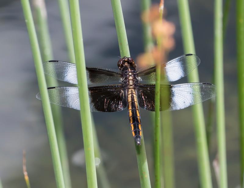 Photo of Widow Skimmer