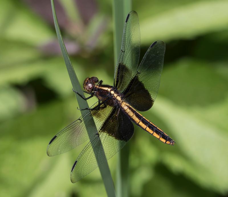 Photo of Widow Skimmer