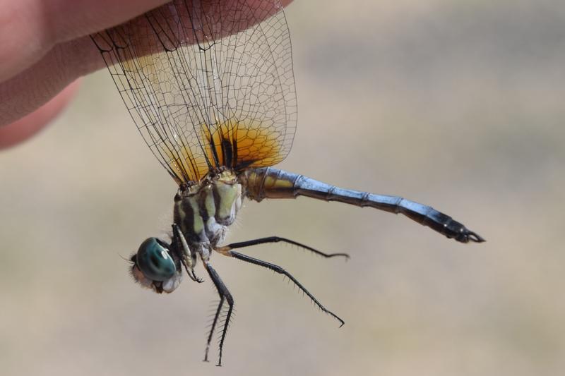Photo of Blue Dasher