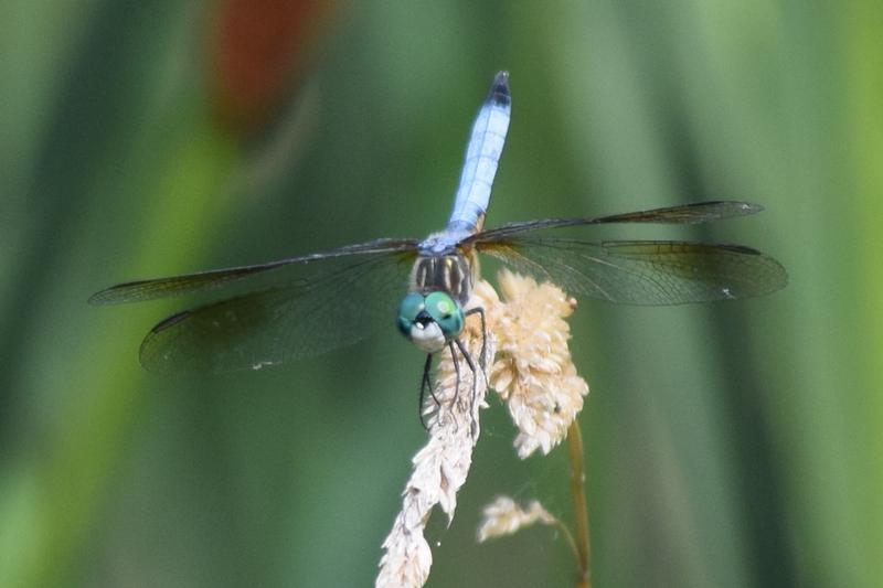 Photo of Blue Dasher