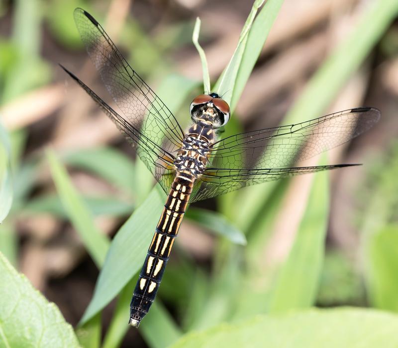 Photo of Blue Dasher