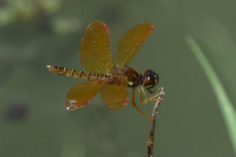Photo of Eastern Amberwing