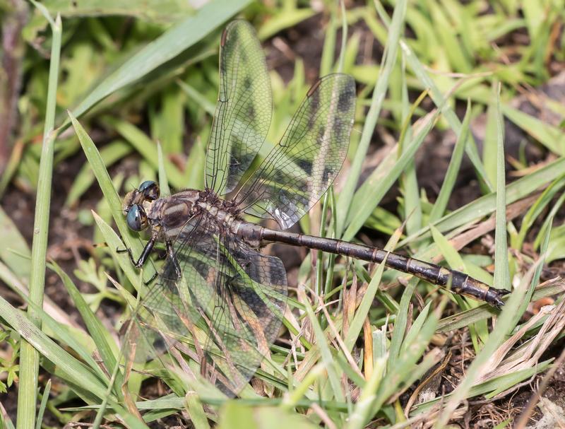 Photo of Dusky Clubtail