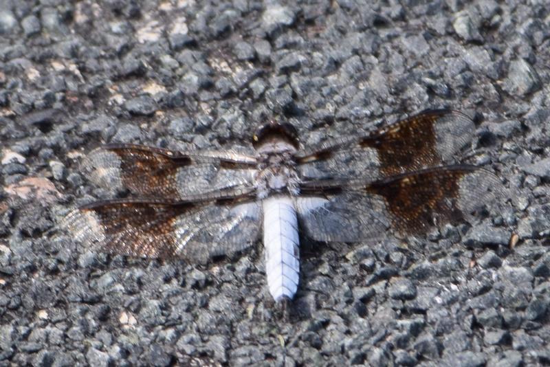 Photo of Common Whitetail