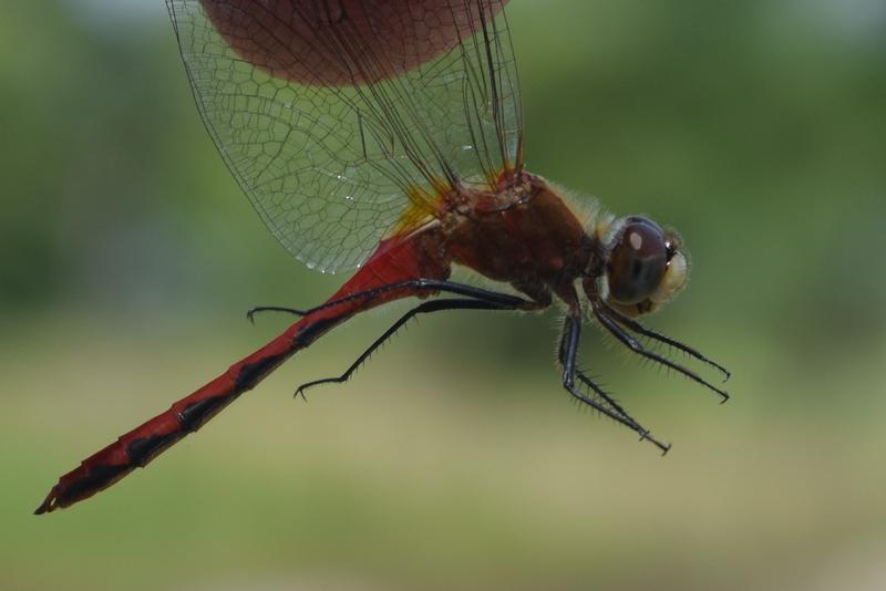 Photo of White-faced Meadowhawk