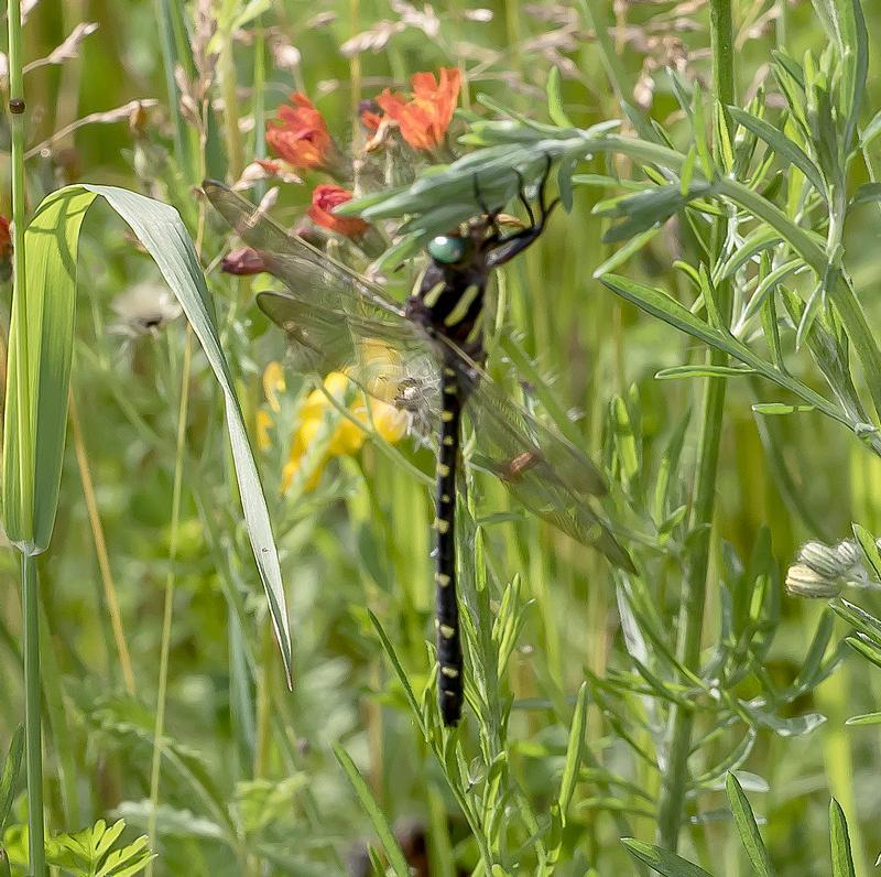 Photo of Twin-spotted Spiketail