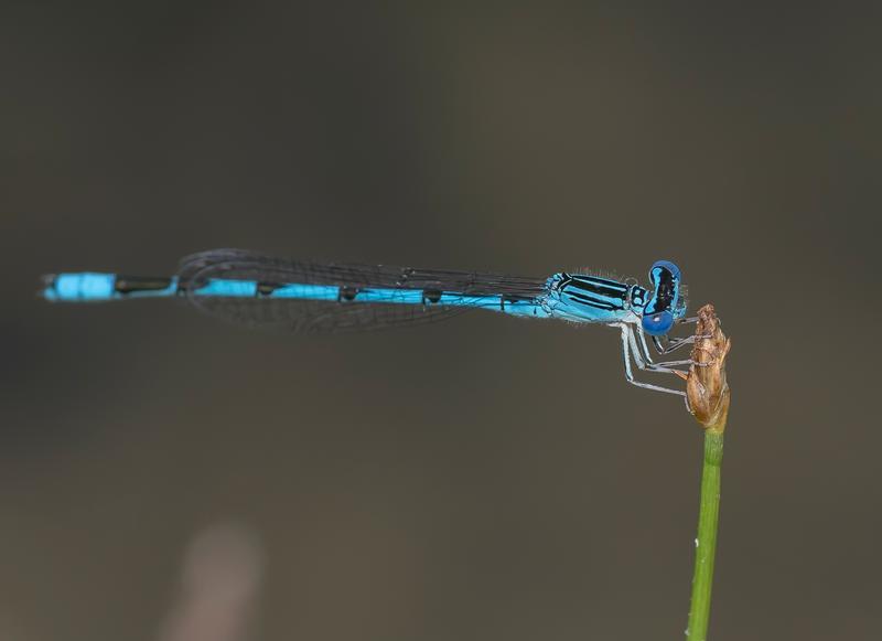 Photo of Double-striped Bluet