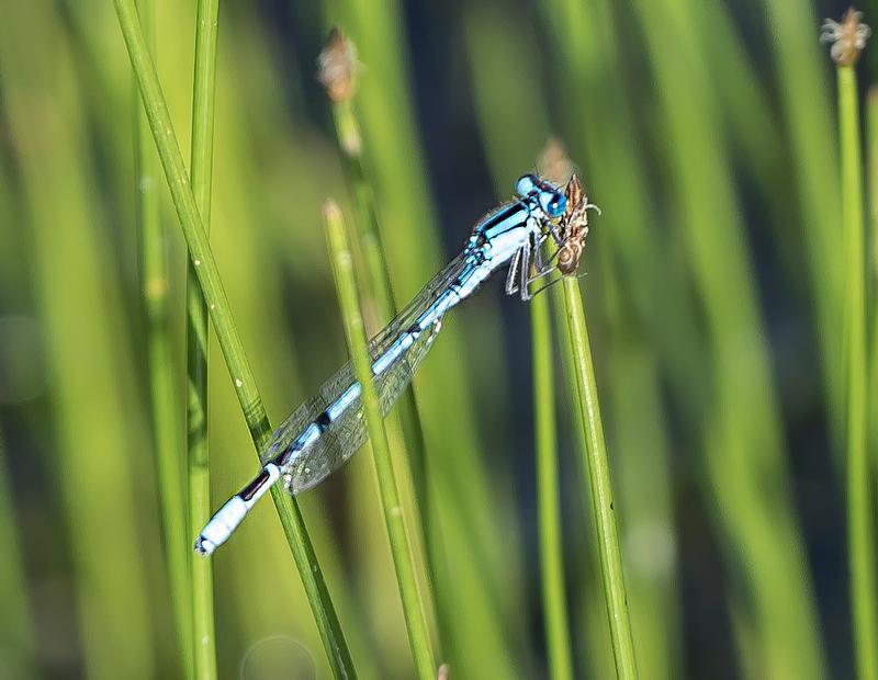 Photo of Boreal Bluet