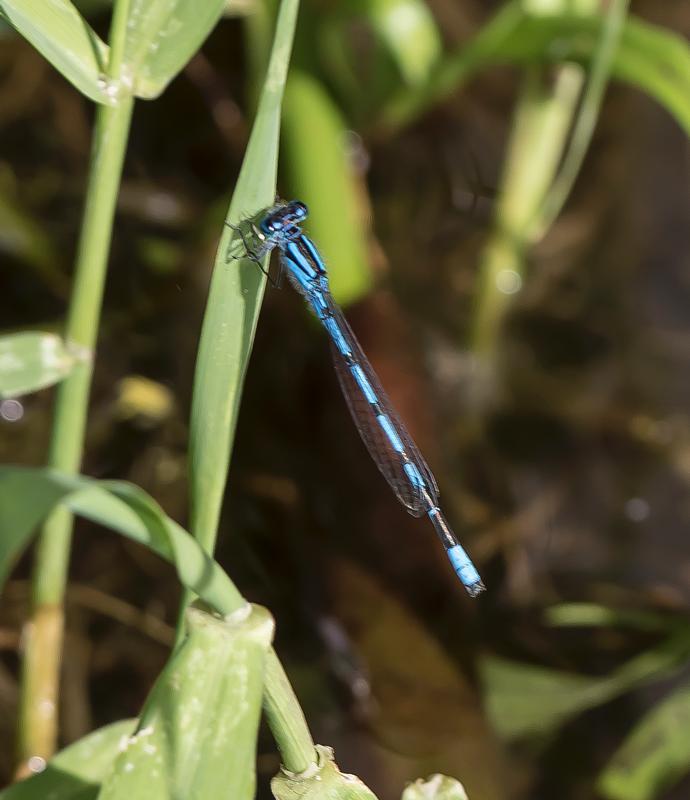 Photo of Familiar Bluet