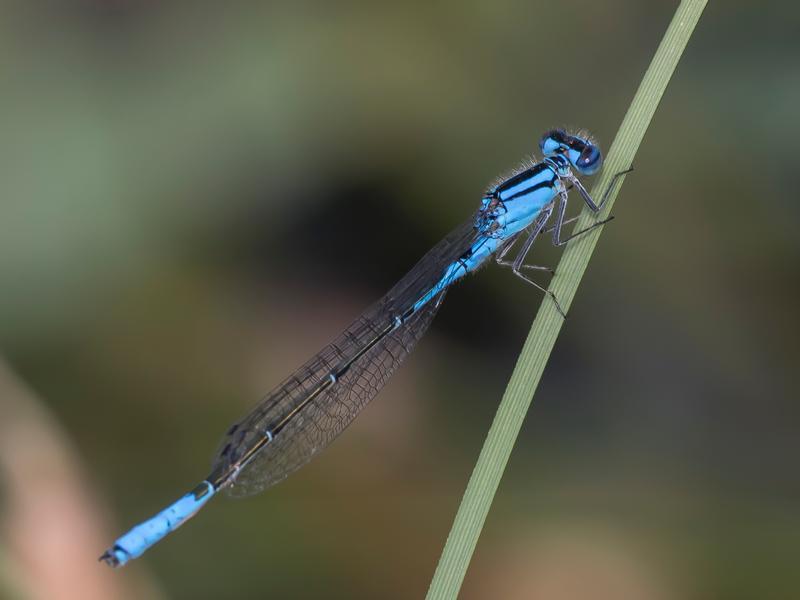 Photo of Azure Bluet