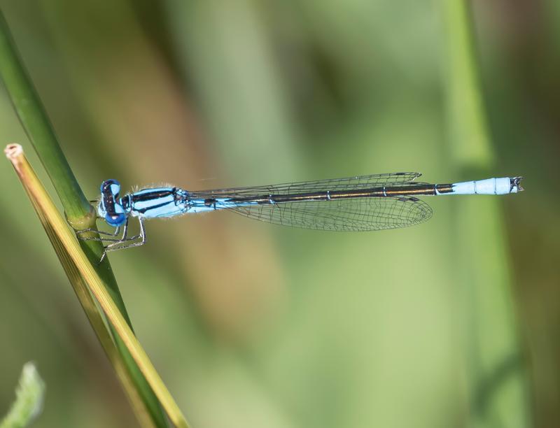 Photo of Azure Bluet