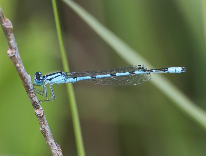 Photo of Familiar Bluet