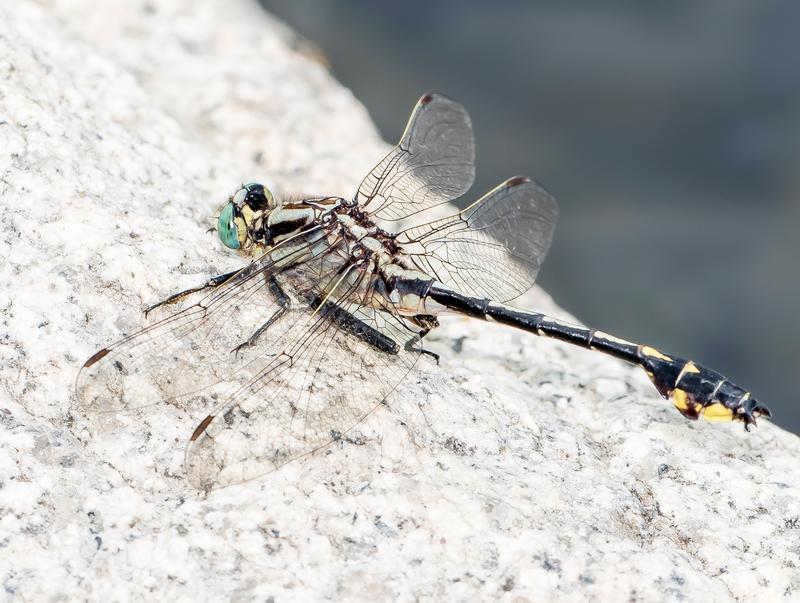 Photo of Midland Clubtail