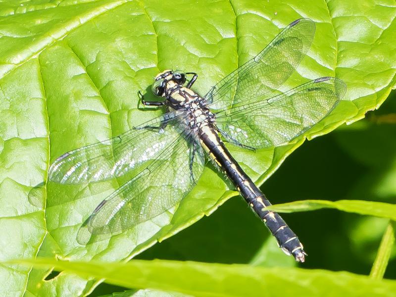 Photo of Mustached Clubtail