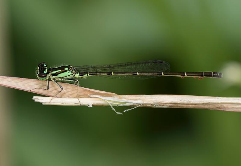 Photo of Fragile Forktail
