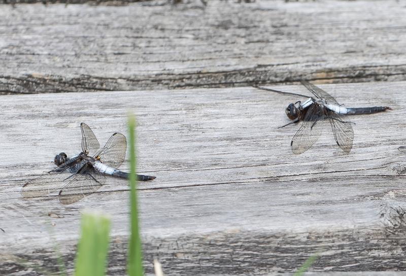 Photo of Chalk-fronted Corporal