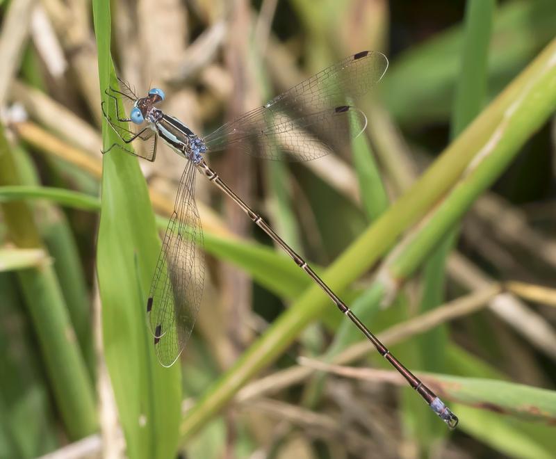 Photo of Slender Spreadwing