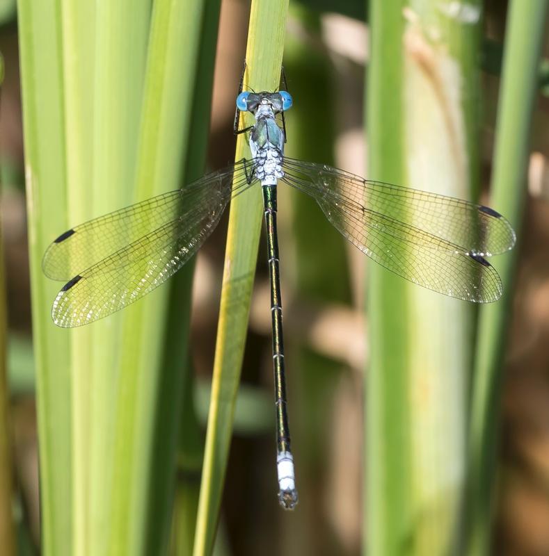 Photo of Amber-winged Spreadwing