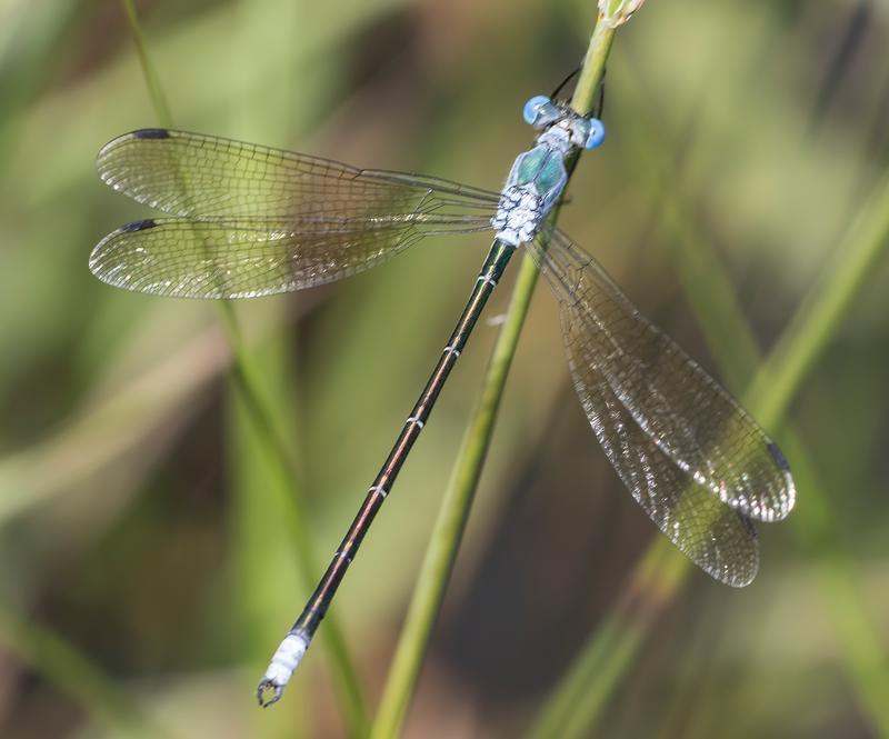 Photo of Amber-winged Spreadwing