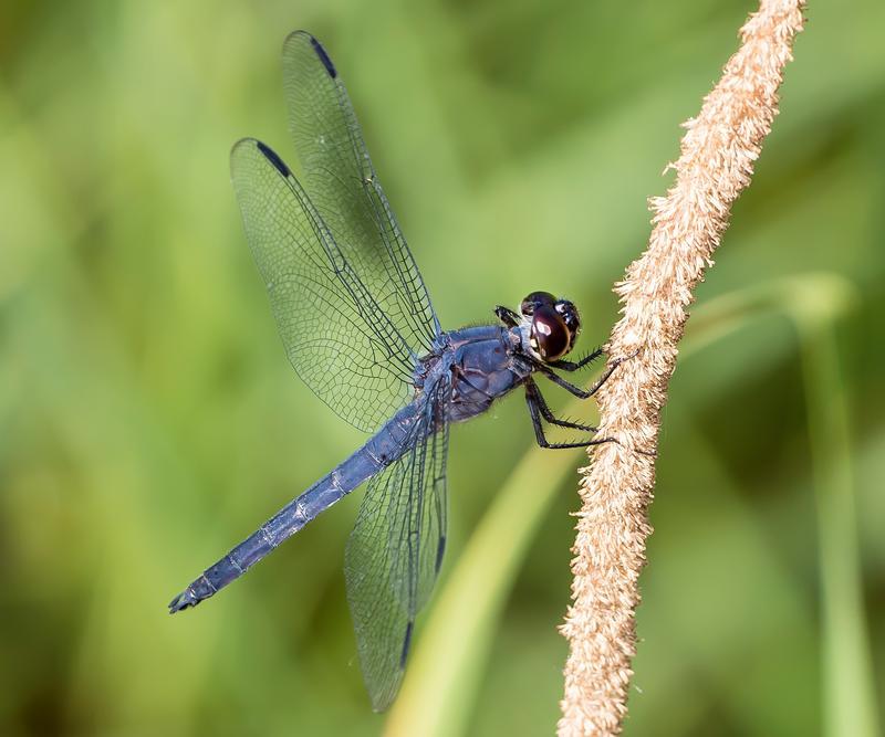 Photo of Slaty Skimmer