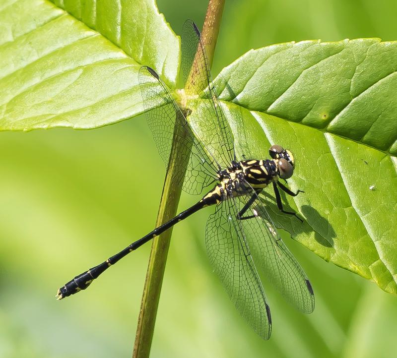 Photo of Eastern Least Clubtail