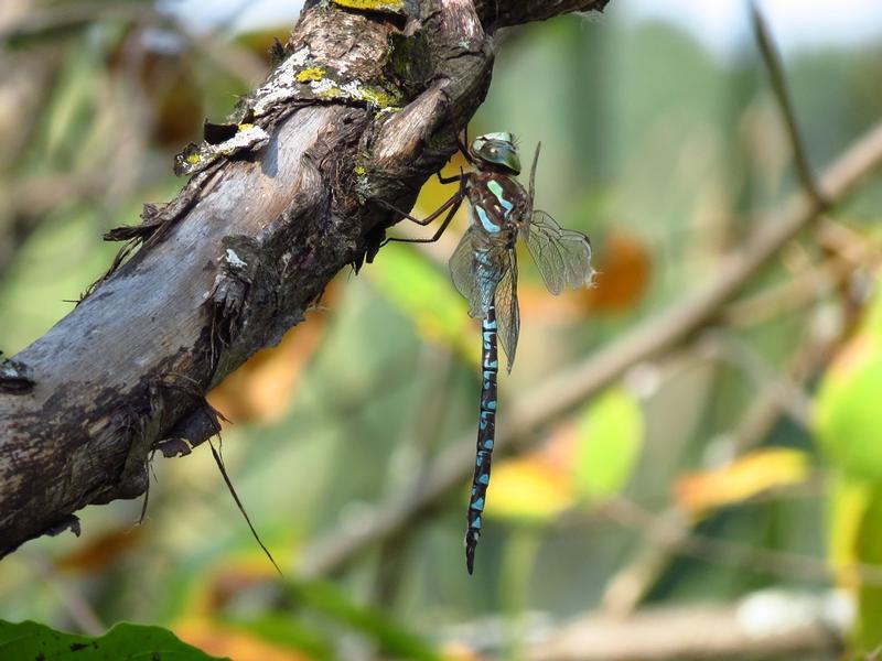 Photo of Canada Darner