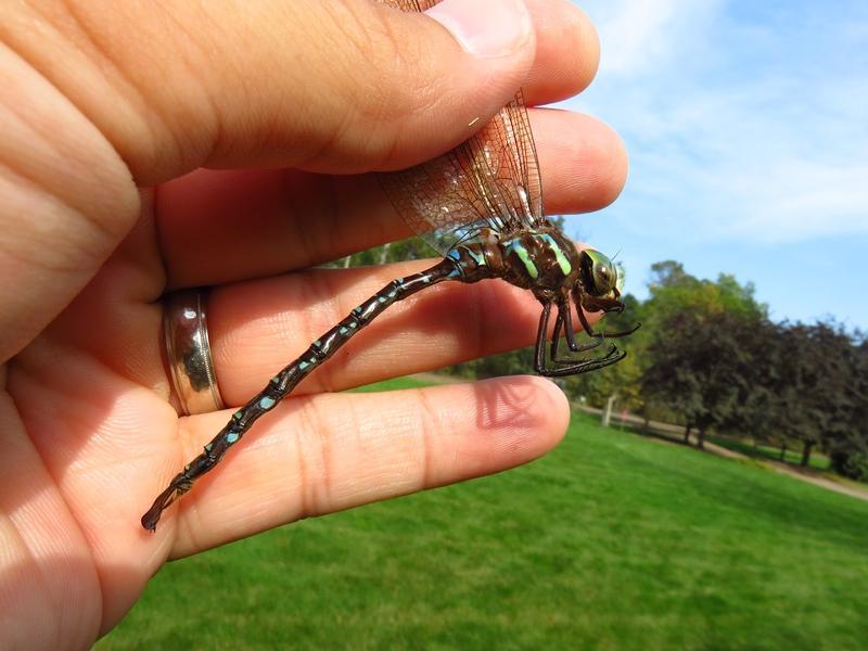 Photo of Shadow Darner