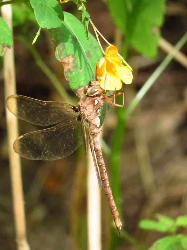 Photo of Fawn Darner