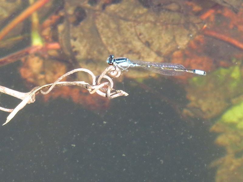 Photo of Skimming Bluet