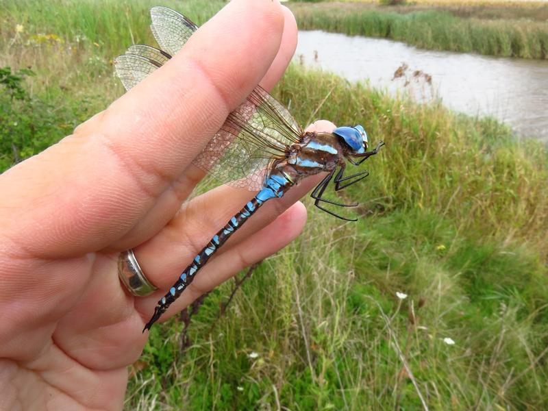 Photo of Blue-eyed Darner