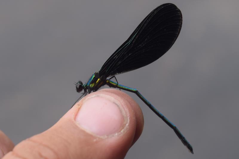 Photo of Ebony Jewelwing