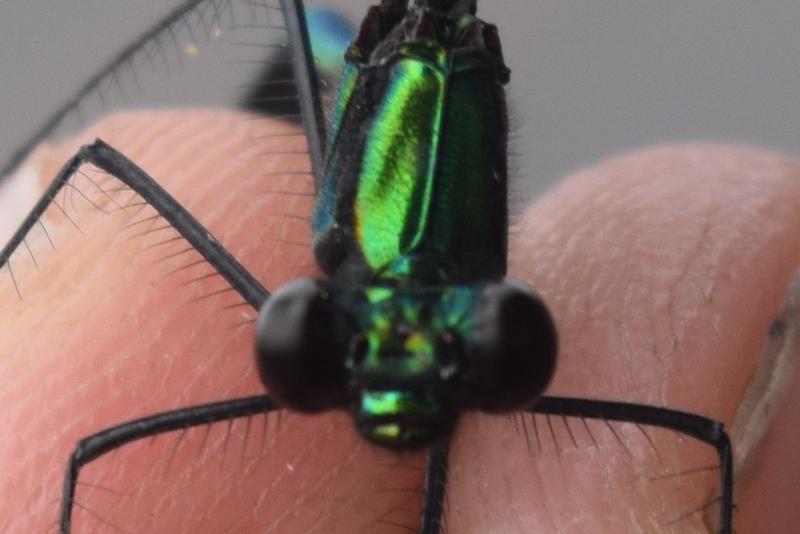 Photo of Ebony Jewelwing