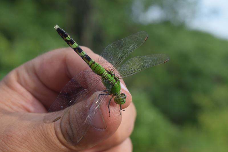 Photo of Eastern Pondhawk