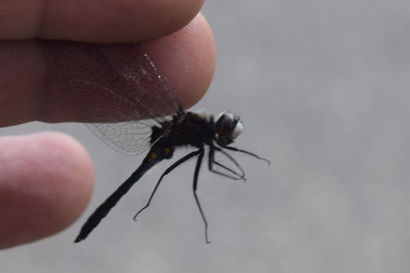 Photo of Dot-tailed Whiteface