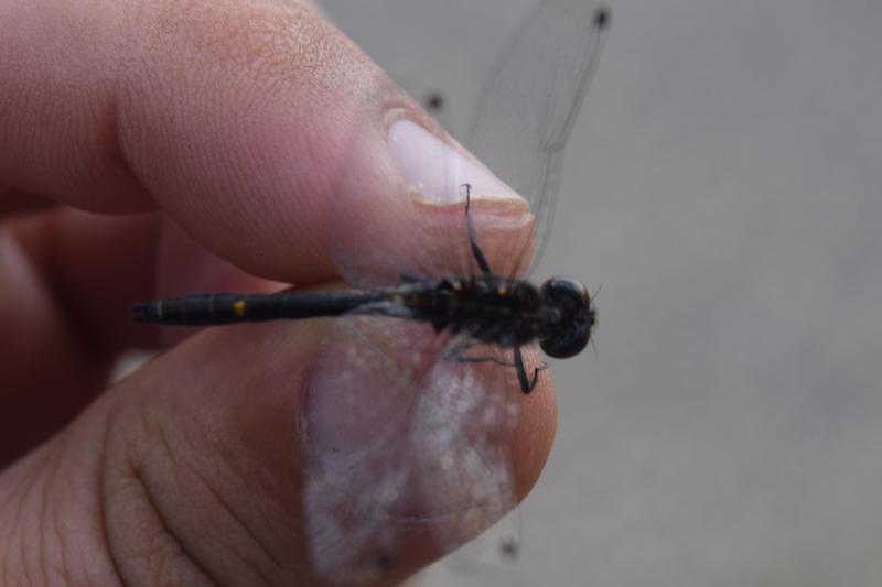 Photo of Dot-tailed Whiteface