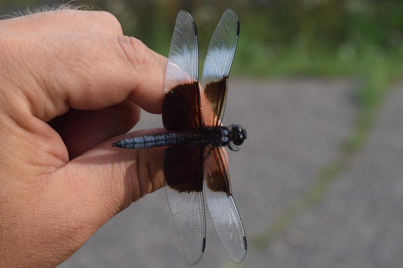Photo of Widow Skimmer